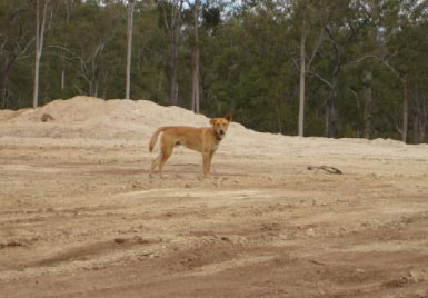 Wilddogs