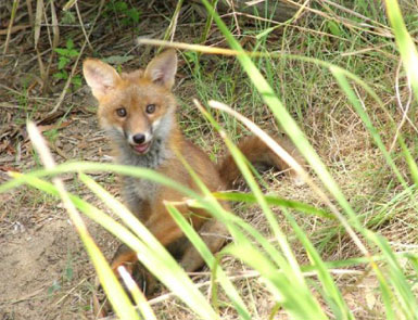 Fox