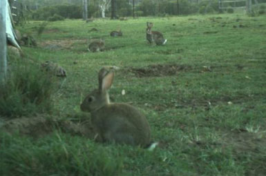 Rabit