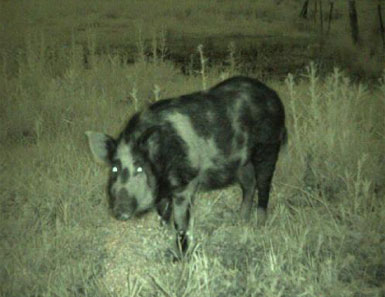 Pig
