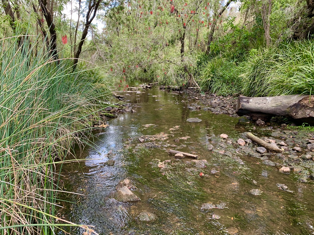 Bremer River at Gladstone Road Reserve