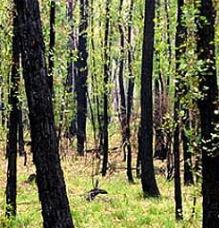 Native Plants post burn