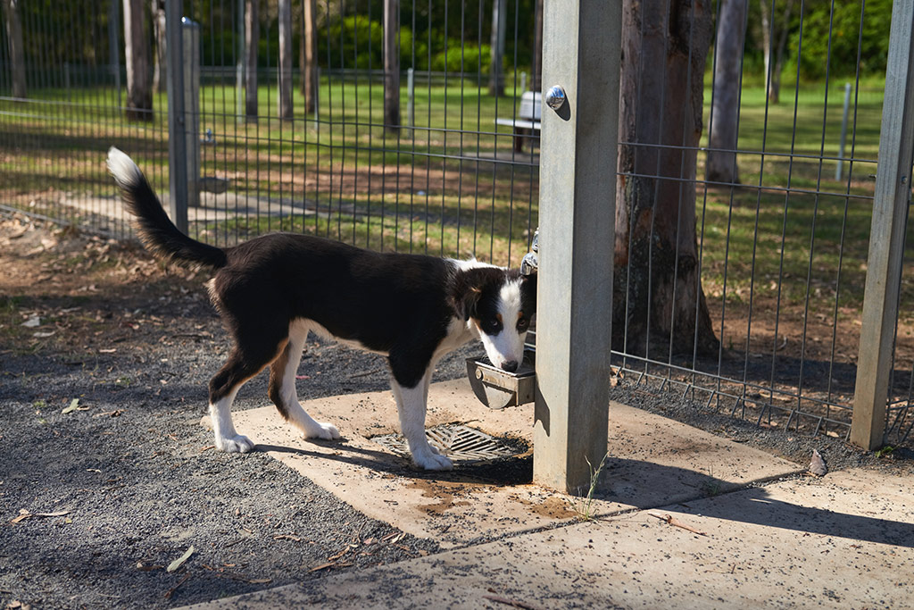 banjo-paterson-park-8