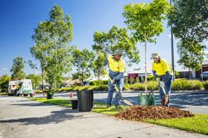 street-tree-planting