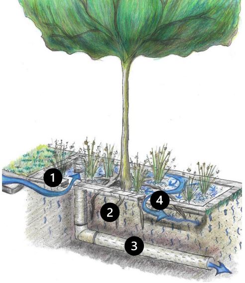 Water Smart Street Tree diagram