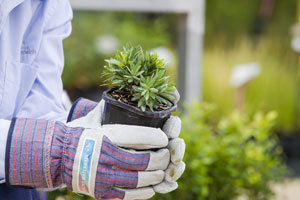 Nature Strip Landscaping