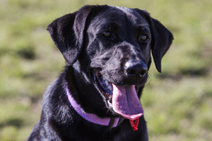Dog Barking Council Laws Dog Barking Council Laws