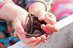 Worms