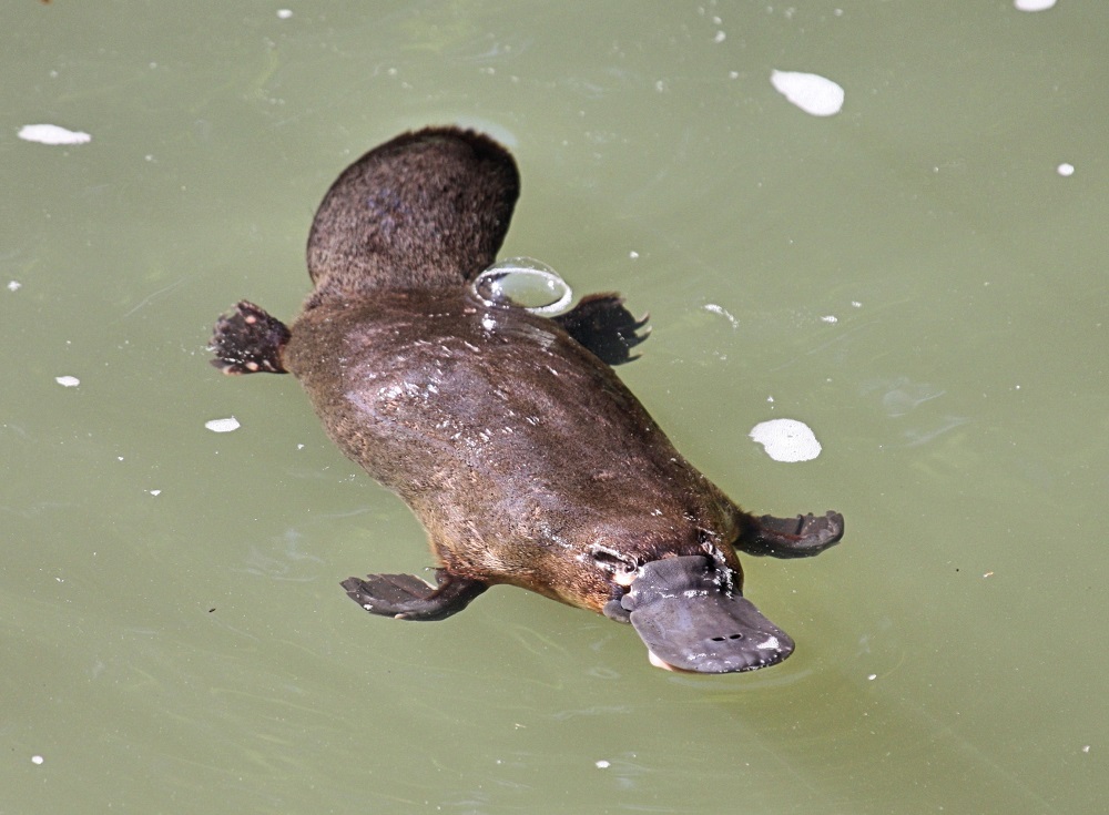 Platypus floating
