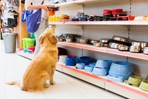 Pet Shop Licenses