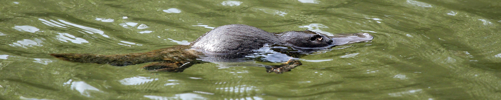 Platypus swimming