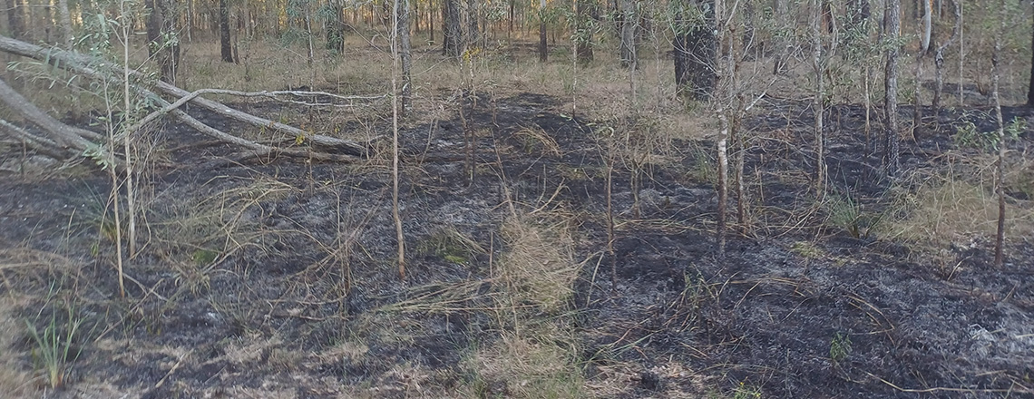 Burned ground after a fire