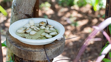 White dish with water and stones for wildlife