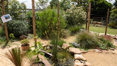Backyard garden with native plants and frog pond