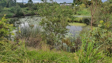 constructed wetlands