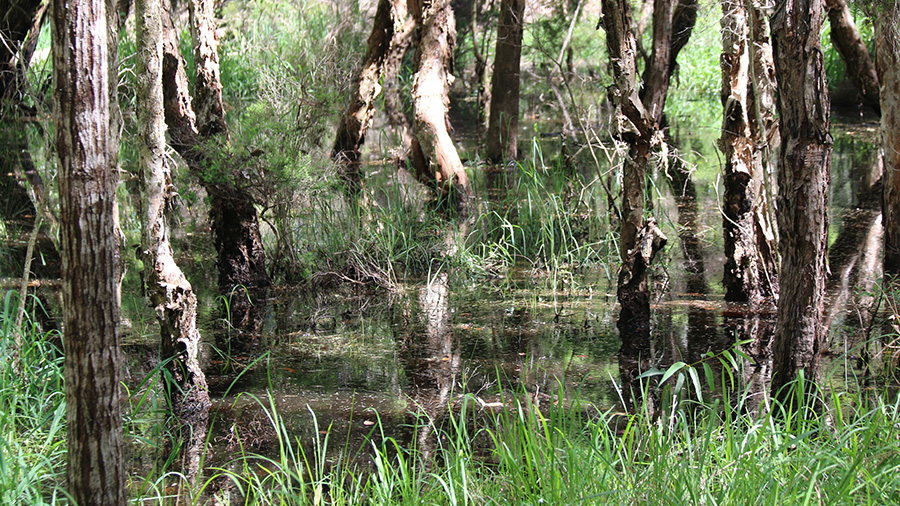 paperbark swamp