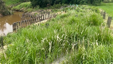 bank stabilisation and pile field