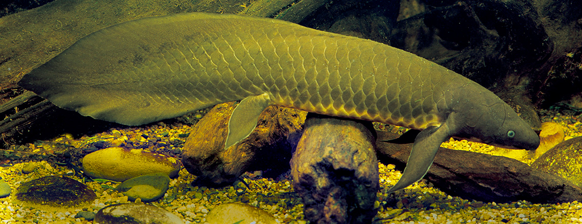 Lungfish