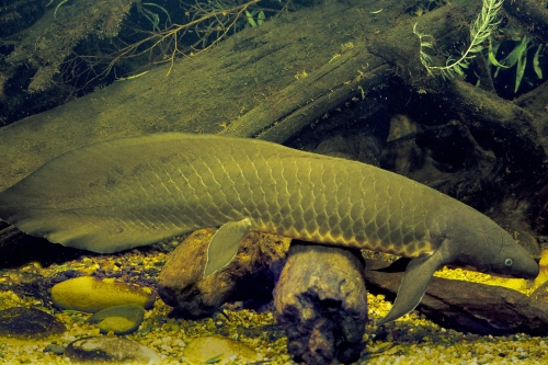 Web-image-lungfish.jpg