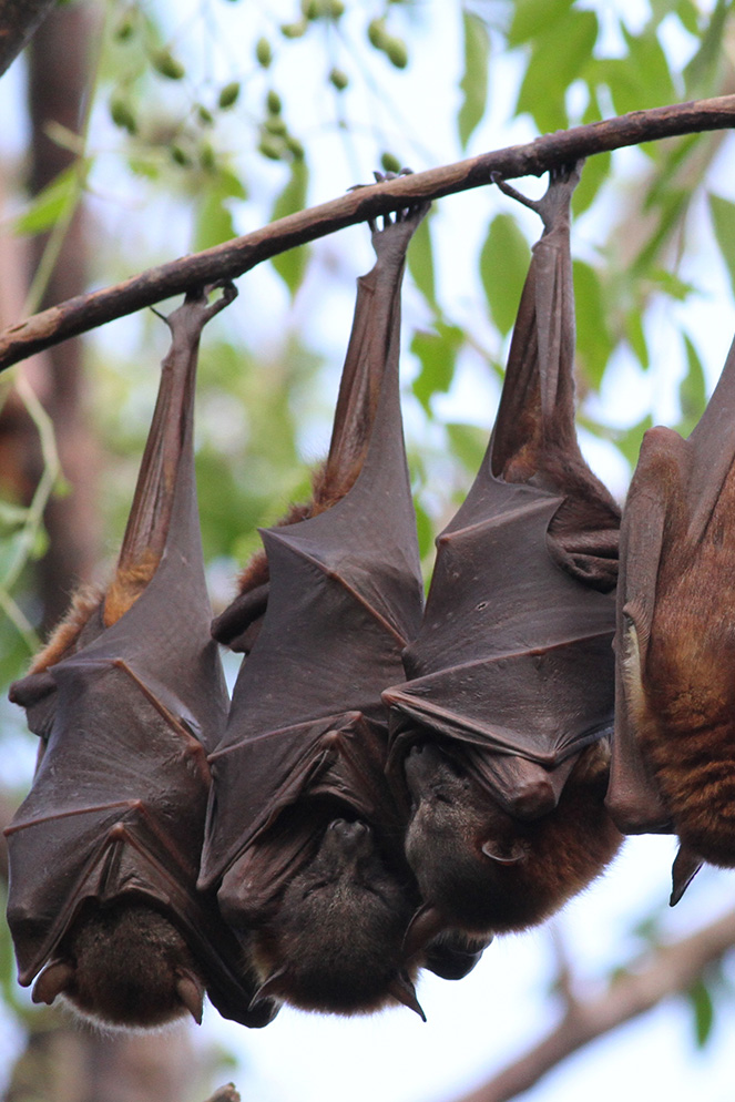 Flying foxes in Summer