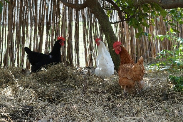 Sustainable Open Garden Tour