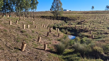 Gallery_Ti-Tree_Ryans-Road-Reserve-planting.jpg