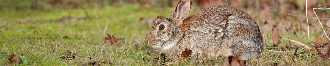 Rabbit Qld Rabbits : Ipswich City Council